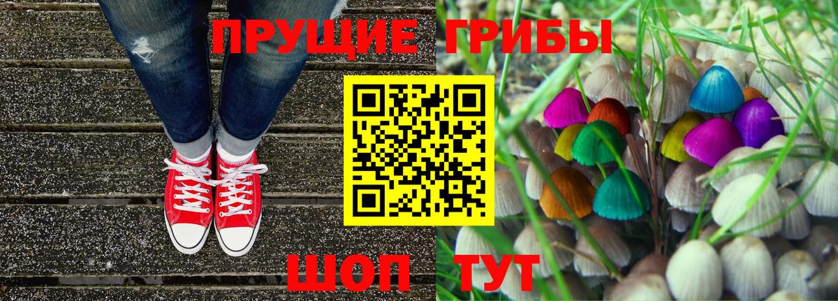 где можно купить наркотик  Вход с VPN  Курчатов  Псилоцибиновые грибы GOLDEN TEACHER 